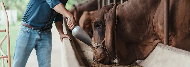 Best Calf Weight Gain Supplement for Healthy and Faster Growth